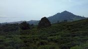 C_SANDELL_2011.jpg